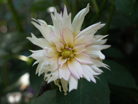 White dahlia with blush pink petal edges in a moody cottage garden, romantic botanical macro with dreamy bokeh, heirloom floral aesthetic, fine art texture and nostalgic cottagecore mood in summer