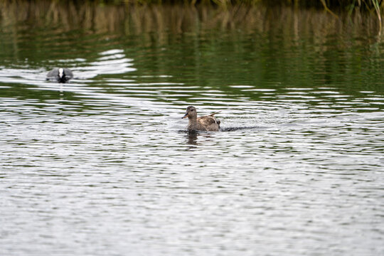 Gadwall (Mareca strepera) photographed in Spain