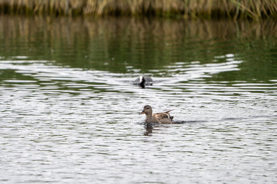 Gadwall (Mareca strepera) photographed in Spain