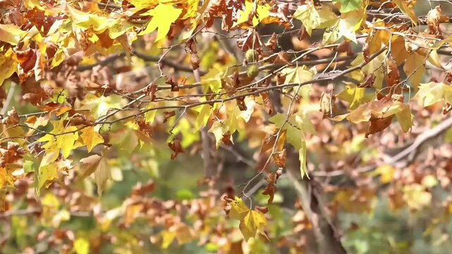 Autumn Maple Leaves Fluttering in the Gentle Breeze