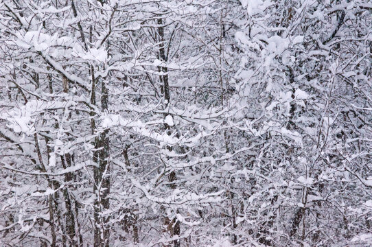 Snow covered leafless trees during blizzard in upstate new york Adirondack park