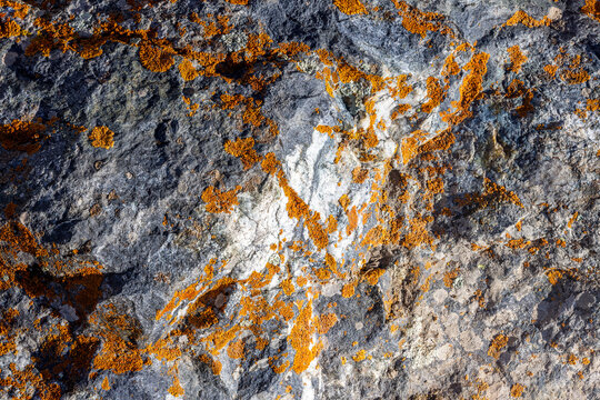 Close-up of Textured Rock Surface with Orange Lichen