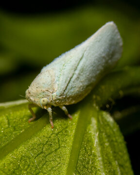 Treehopper