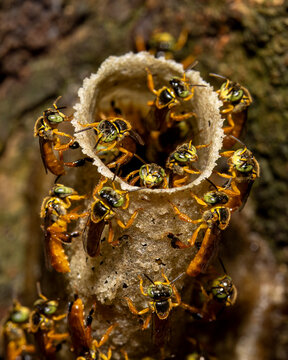 Stingless bees