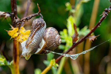 Two snails resting together on a leafy plant stem © Piotr