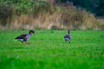 Two gray geese grazing together in a green field © Piotr