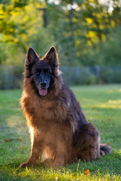 German shepherd sitting happily in a green meadow