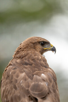 Common buzzard (Buteo buteo) photographed in Spain
