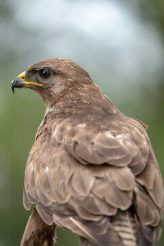 Common buzzard (Buteo buteo) photographed in Spain