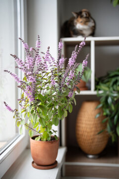 Flowering Thai basil grows beside sunny apartment window while calico cat rests freely among indoor plants on shelving, creating cozy pet-friendly home garden filled with aromatic greenery.