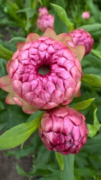 Macro shot of blooming pink strawflower bud with geometric petals