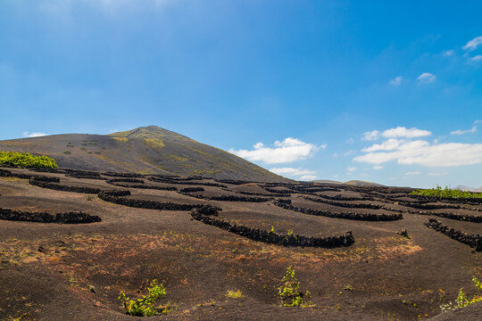Traditional volcanic vineyards growing in black volcanic ash pits with stone walls protecting grapevines in La Geria valley on Lanzarote, Canary islands, Spain