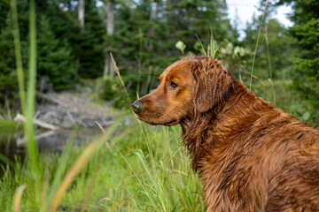 Obraz premium Wet red-coated Golden Retriever outdoors after swimming in a woodland pond