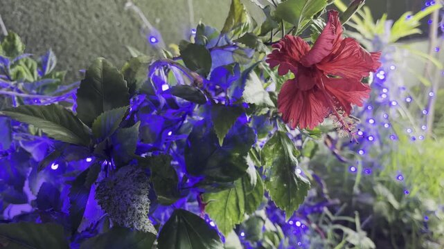 Red Hibiscus Flower with Purple Blue LED Lights and Dreamy Bokeh