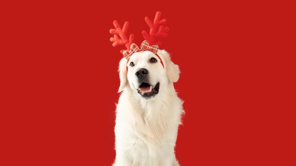 Naklejka premium Joyful Dog Wearing Festive Reindeer Antlers, Smiling Happily At Camera, Captured In Front Of Bright Red Background, Celebrating Christmas Spirit And Holiday Cheer.