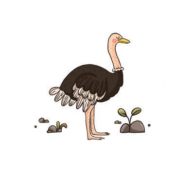 Hand-drawn digital illustration of a cute ostrich bird standing gracefully, PNG with transparent background.