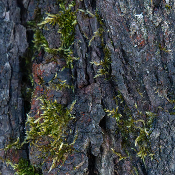 Dark Brown Tree Bark Green Moss Abstract Texture Wallpaper Background - Organic Nature Surface for Digital Art Graphic Design