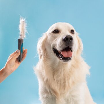 Happy Golden Retriever Dog Smiling While Being Groomed With A Brush, Sitting In Studio With Blue Background. Demonstrating Care For Dog's Healthy Coat And Overall Wellness.