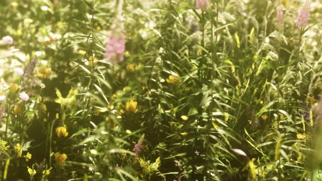 A field filled with various flowers and plants shows colors of yellow, purple, and green. Sunlight shines on the blossoms as they grow in spring. Many different types of plants thrive together.