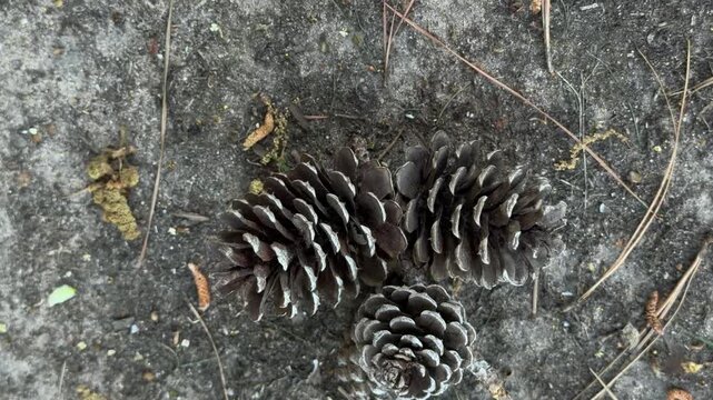 Panning shot of pine cones resting on forest floor with needles, bark and debris in top down close view during autumn