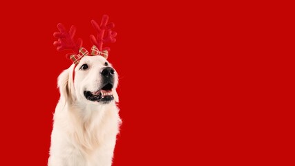 Naklejka premium Happy Golden Retriever Dog Wearing Cute Christmas Reindeer Antlers With Red Background, Smiling, Celebrating Holiday Season, Bringing Joy In Festive Atmosphere, Pet Lover Concept.