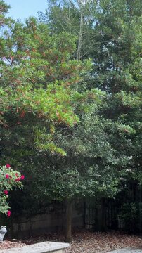 Static shot of tree branches with pink flowers swaying and rustling in backyard garden near patio and fence during daytime summer morning