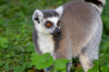 Obraz premium A ring-tailed lemur standing in lush green foliage