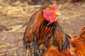 A large brown Bramha rooster. © Andre