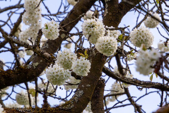 Orchard with white cherry blossoms in Friesach, Carinthia, Austria.