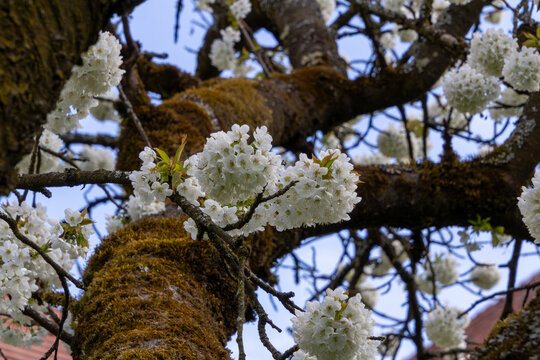 Orchard with white cherry blossoms in Friesach, Carinthia, Austria.