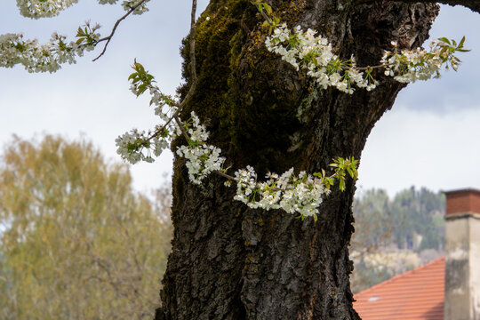White cherry blossoms in the public orchard of Stadtsaal, Friesach, Carinthia, Austria.