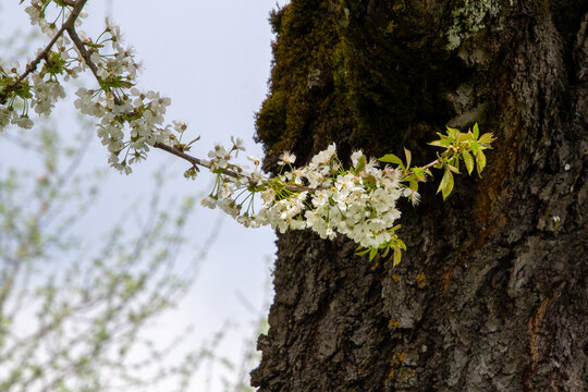White cherry blossoms in the public orchard of Stadtsaal, Friesach, Carinthia, Austria.
