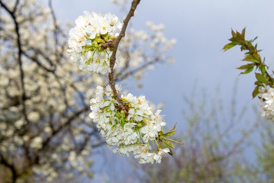 White cherry blossoms in the public orchard of Stadtsaal, Friesach, Carinthia, Austria.