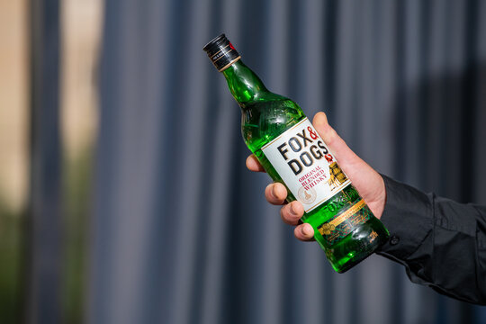 Moscow, Russia , August 20, 2026: A close-up shot of a man's hand holding a bottle of Fox and Dogs original blended Scotch whisky against grey curtain background.