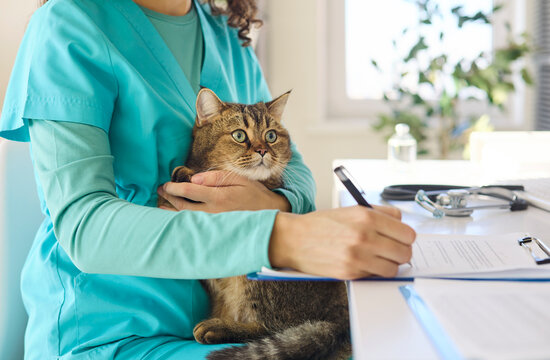 Veterinarian nurse with cat writing notes. Calm pet held during exam as nurse completes paperwork at a bright desk. Ideal for veterinary services and clinic use. Pet care notes concept set.