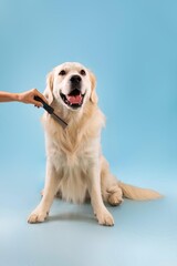 Happy Golden Retriever Dog With Big Smile Being Brushed By A Hand, Enjoying Grooming Process At...