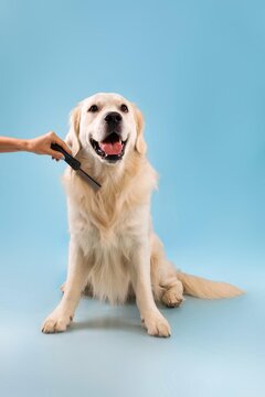 Happy Golden Retriever Dog With Big Smile Being Brushed By A Hand, Enjoying Grooming Process At Studio Setting, Illuminated With Bright Blue Background. Pet Care And Grooming Concept.