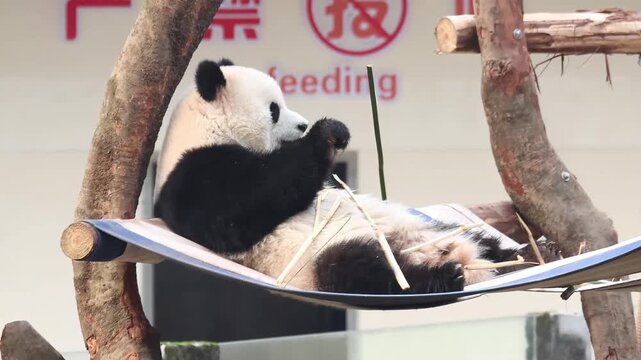 Giant Panda, Yu Ai, Relaxing in a Hammock While Eating Bamboo