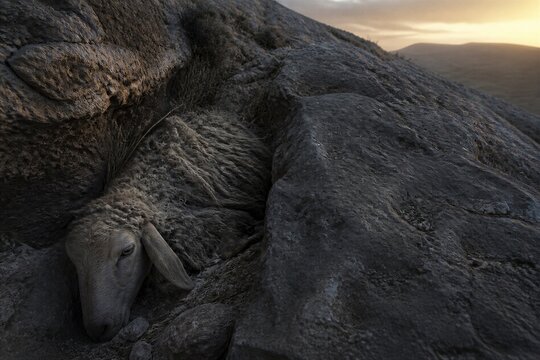 Lost sheep trapped among rugged mountain rocks at sunset, symbolic biblical parable of compassion, rescue, faith, protection, and hope in a dramatic natural landscape