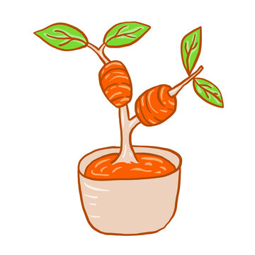 Hand drawn art illustration of air layering plant propagation on a tree branch