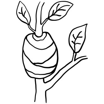 Hand drawn line art illustration of air layering plant propagation on a tree branch