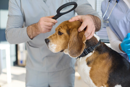 Veterinarian inspects beagle dog during clinic exam. Magnifier aids close inspection of skin and fur, supporting health assessment and early issue detection. Concept: prevention and pet health.