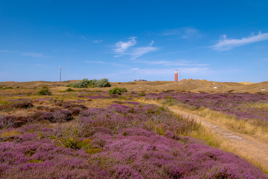 Purple flowers Calluna vulgaris (Heide, Heather, Ling) The sole species in genus of Calluna, Ericaceae family, The Eierland Lighthouse red tower, De Cocksdorp, North Holland, Texel Island, Netherlands