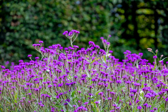 Selective focus of purple or magenta flowers in the garden, Verbena rigida, Slender vervain or Tuberous vervain is a flowering herbaceous perennial plant in the family Verbenaceae, Natural background.