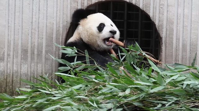 Giant Panda Munching Bamboo at Enclosure Door