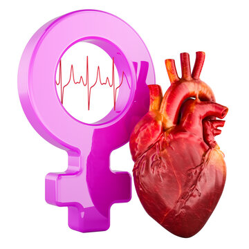 Female heart health symbol with anatomical heart and ECG waveform. 3D rendering