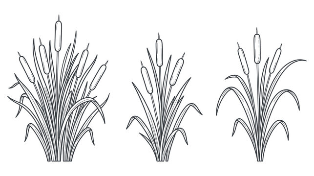 Black and white cattail sketches for nature projects.