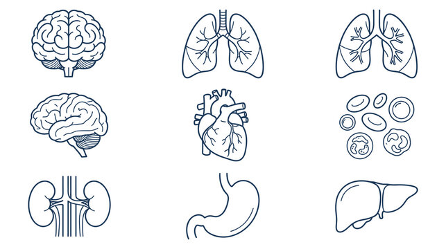 Human organs line art set brain heart lungs kidneys stomach.