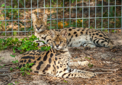 Captive adult  African Serval Cats in wire enclosure

