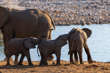 African Elephant Calves Walking Safely Beside Its Family © Angie
